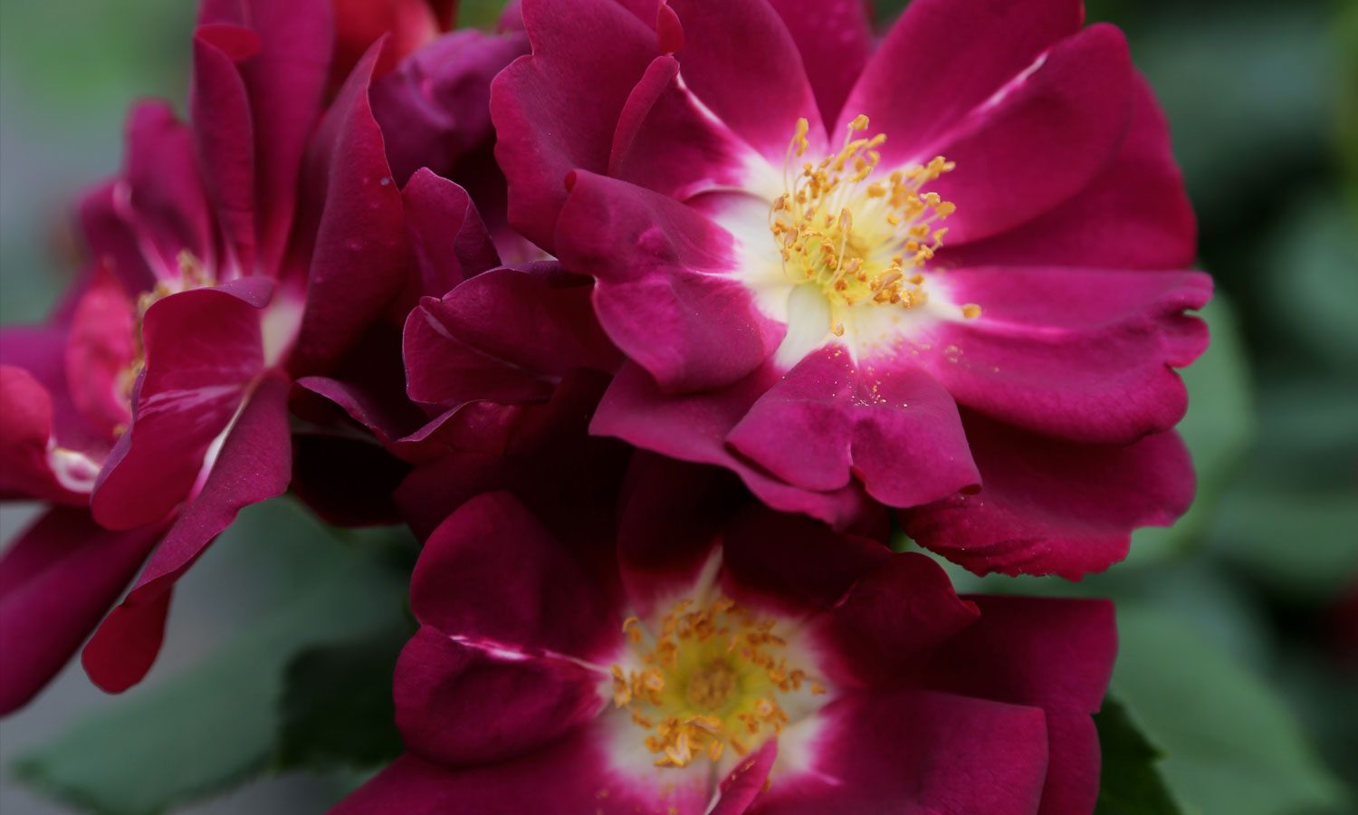 meilland-roses_varietes-jardin_lunova-meinuiso-03