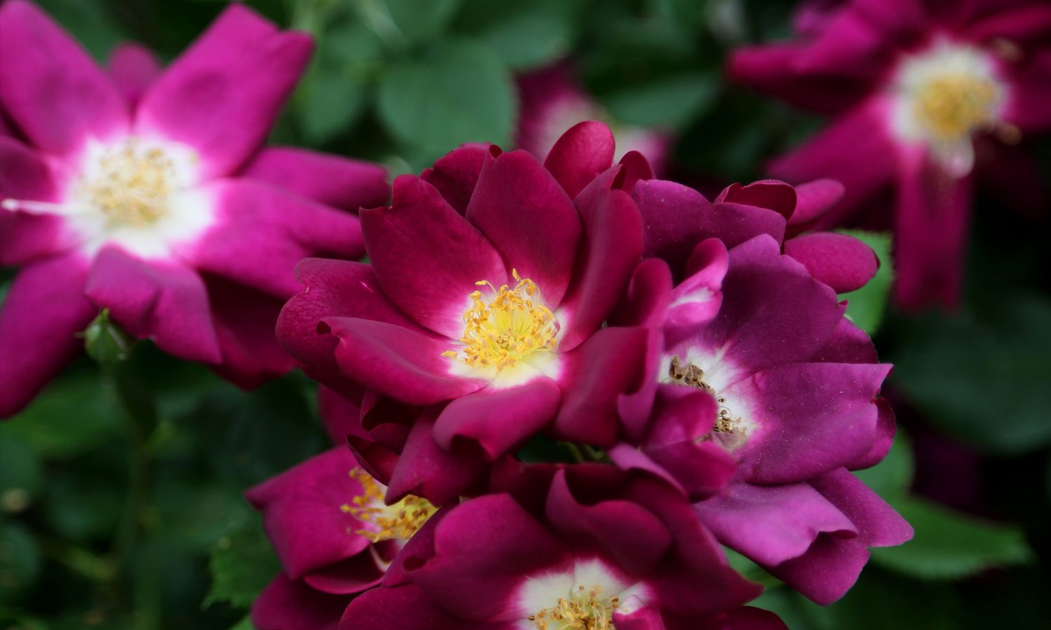 meilland-roses_varietes-jardin_lunova-meinuiso-04 meilland-roses_varietes-jardin_lunova-meinuiso-04
