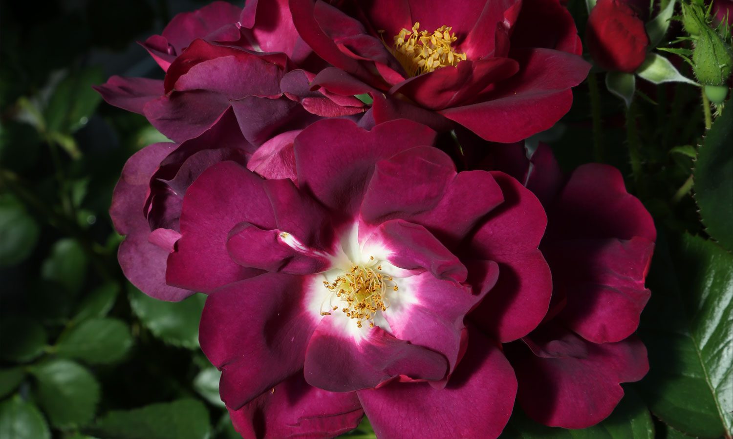 meilland-roses_varietes-jardin_lunova-meinuiso-05 meilland-roses_varietes-jardin_lunova-meinuiso-05