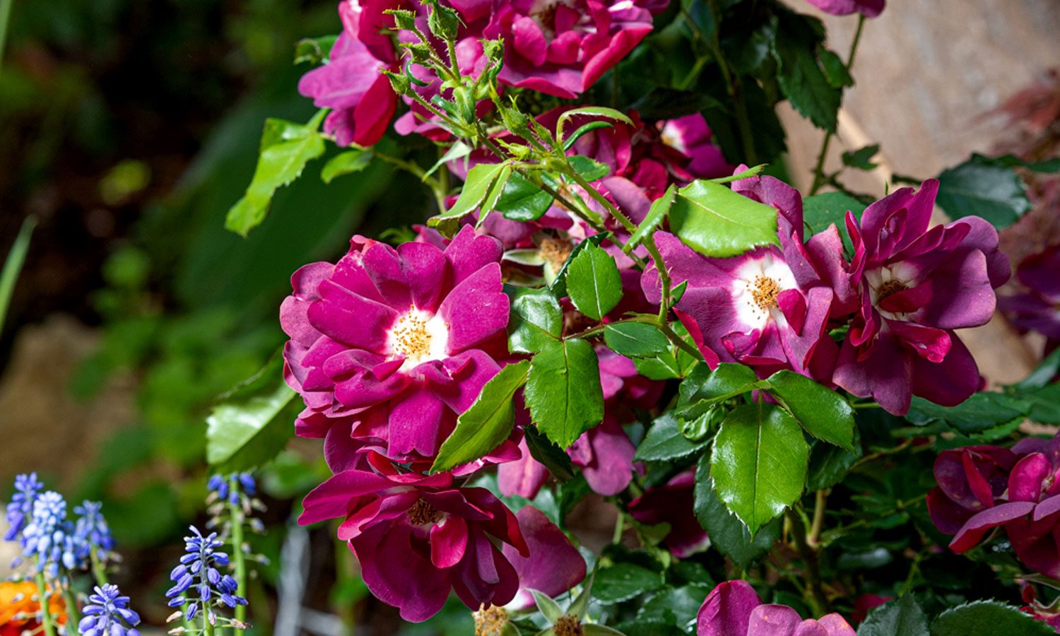 meilland-roses_varietes-jardin_lunova-meinuiso-06 meilland-roses_varietes-jardin_lunova-meinuiso-06