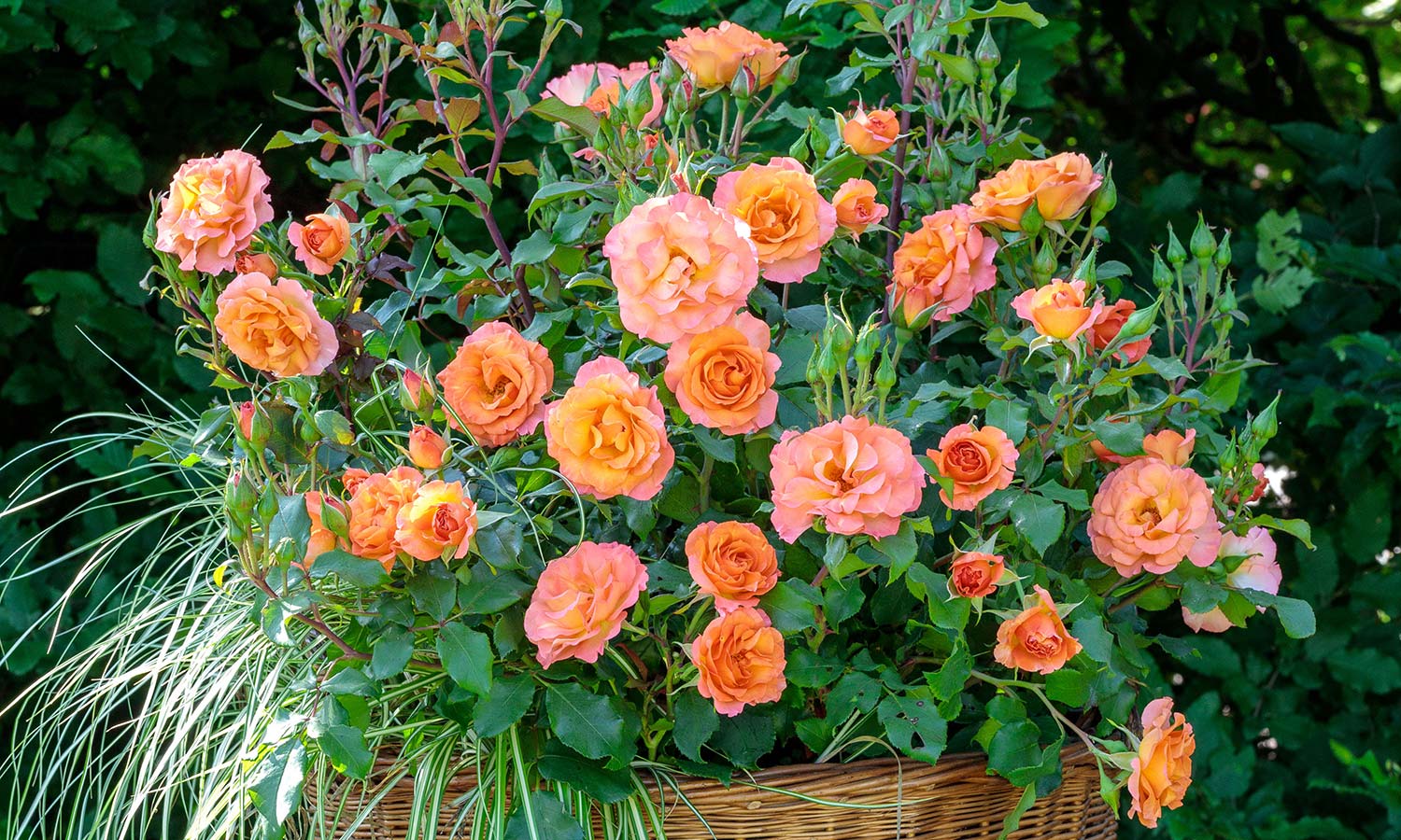 Meilland Roses varietes jardin Message d'Espoir Meishamalo