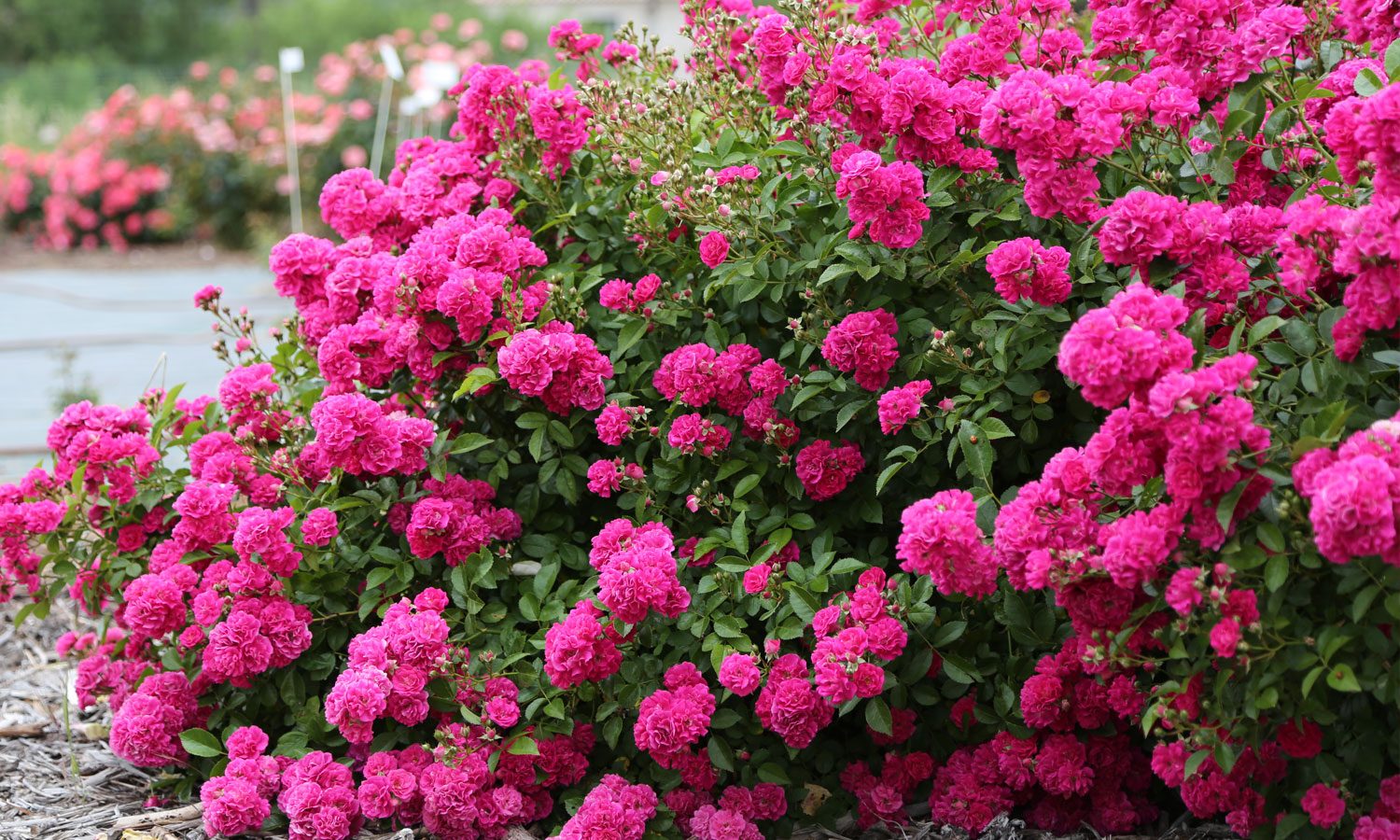 meilland-roses_varietes-jardin_oso-easy-peasy-02 meilland-roses_varietes-jardin_oso-easy-peasy-02