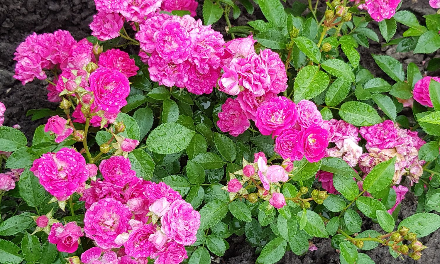 meilland-roses_varietes-jardin_oso-easy-peasy-03 meilland-roses_varietes-jardin_oso-easy-peasy-03
