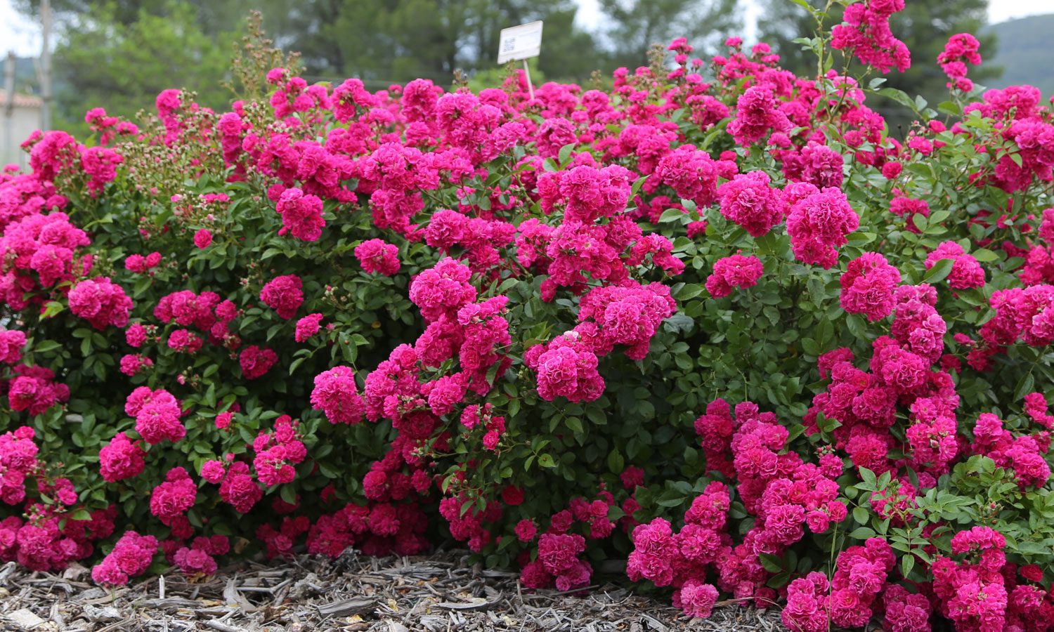 meilland-roses_varietes-jardin_oso-easy-peasy-04 meilland-roses_varietes-jardin_oso-easy-peasy-04