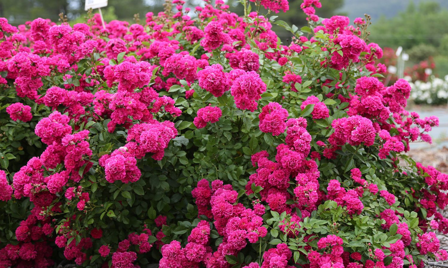 meilland-roses_varietes-jardin_oso-easy-peasy-05 meilland-roses_varietes-jardin_oso-easy-peasy-05