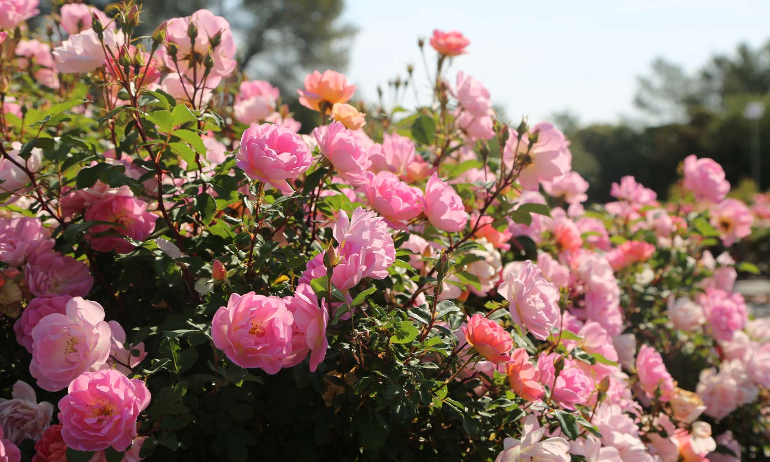 meilland-roses_varietes-jardin_pink-chantilly-meilevire-01