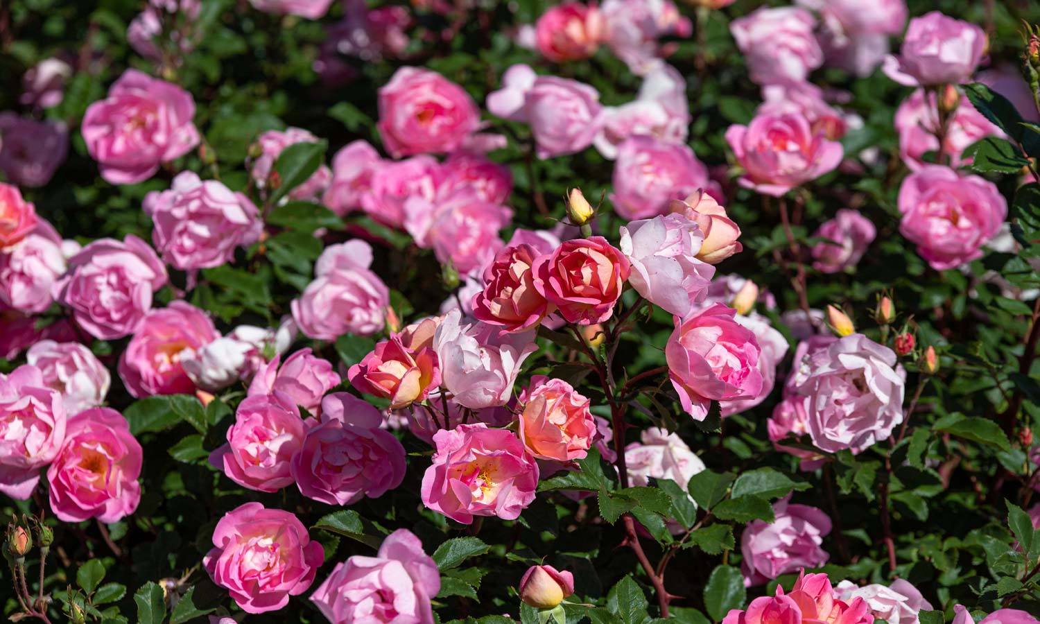 Meilland Roses variétés jardin Pink Chantilly® Meilevire