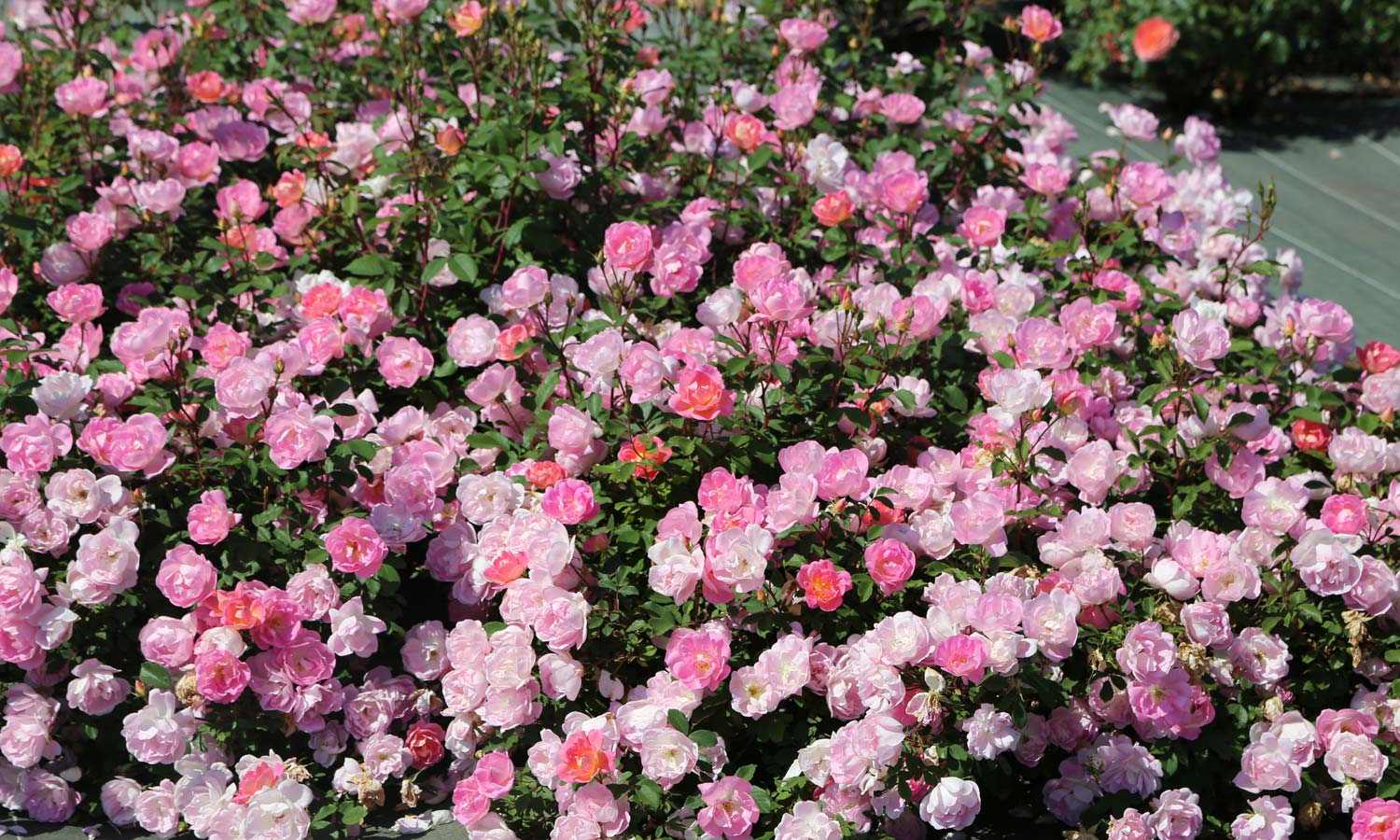 meilland-roses_varietes-jardin_pink-chantilly-meilevire-04