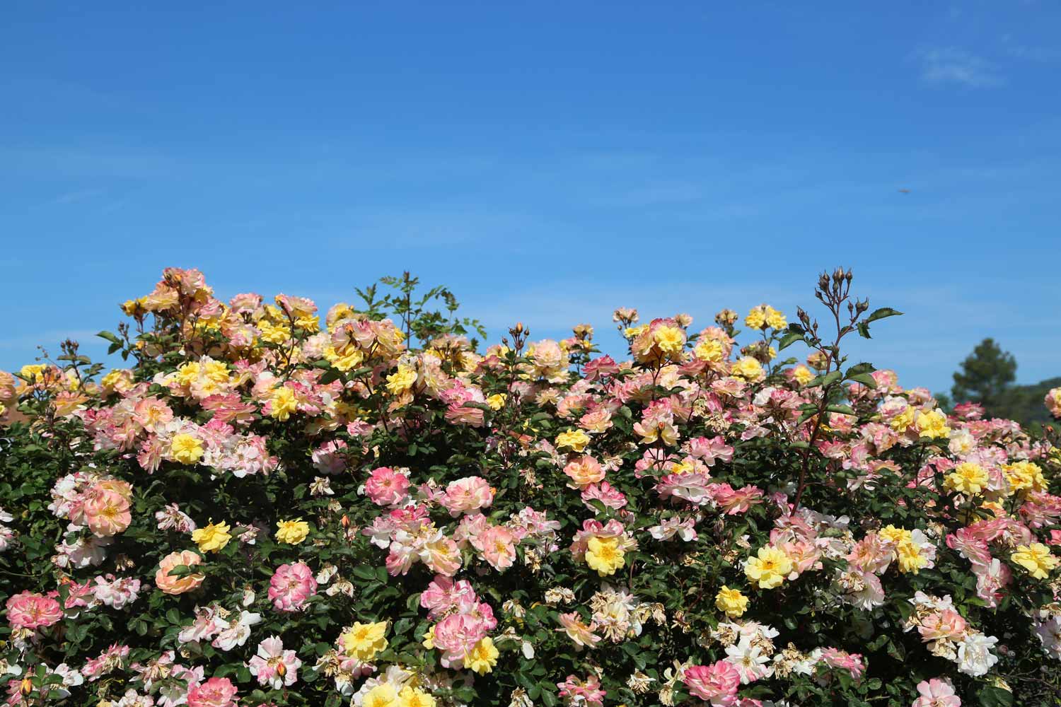 meilland-roses_varietes-jardin_reve-de-paris-03