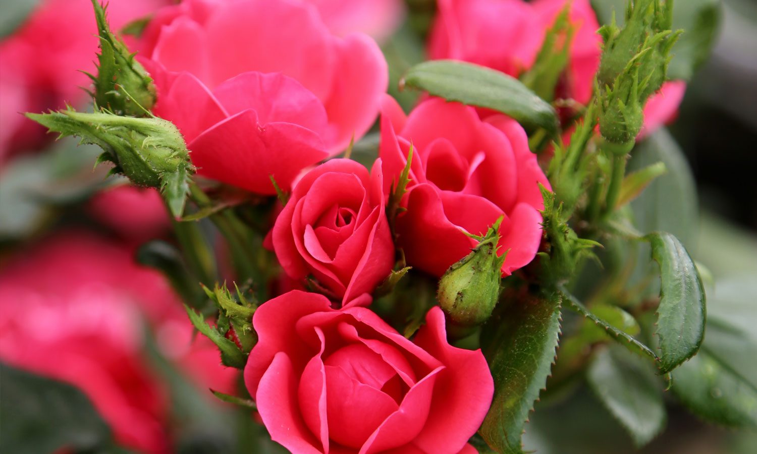 meilland-roses_varietes-jardin_zepeti-pink-glow-07