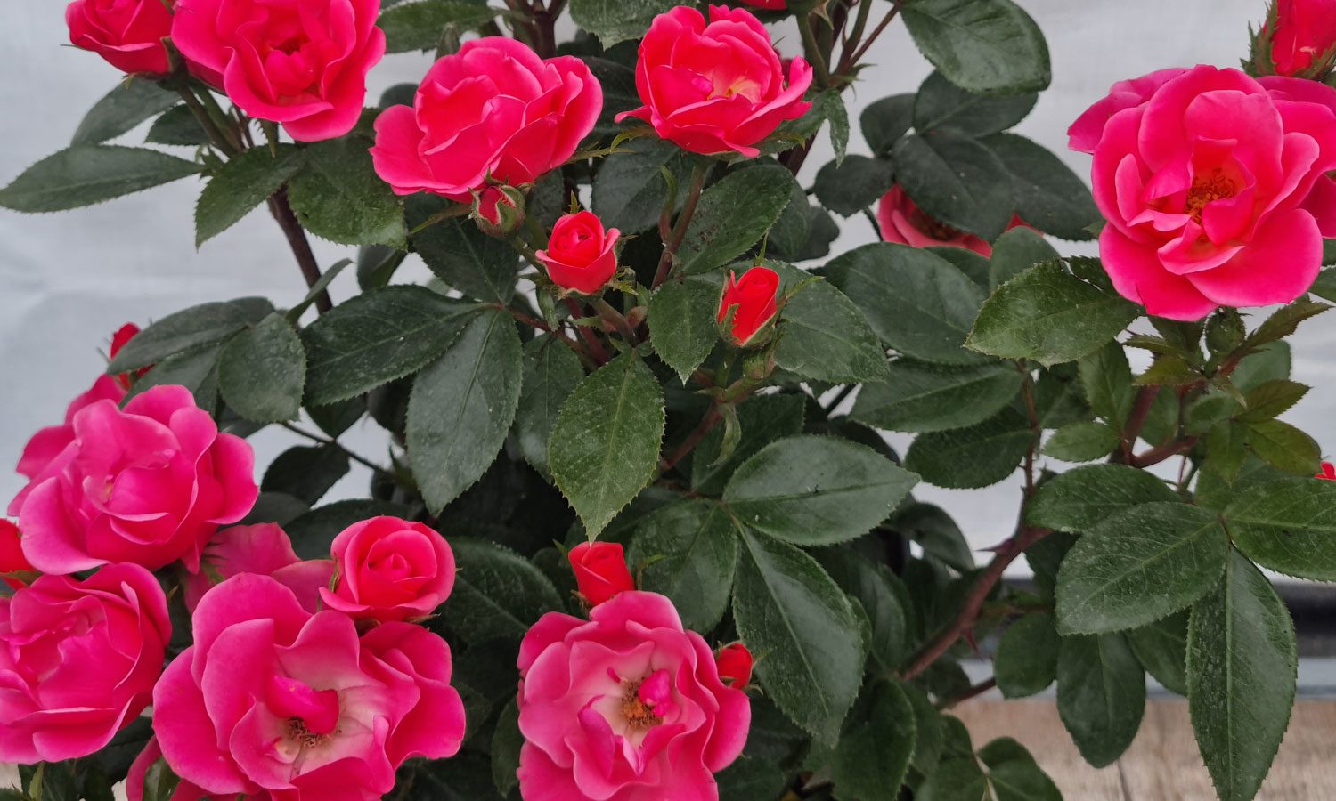 meilland-roses_varietes-jardin_zepeti-pink-glow-08