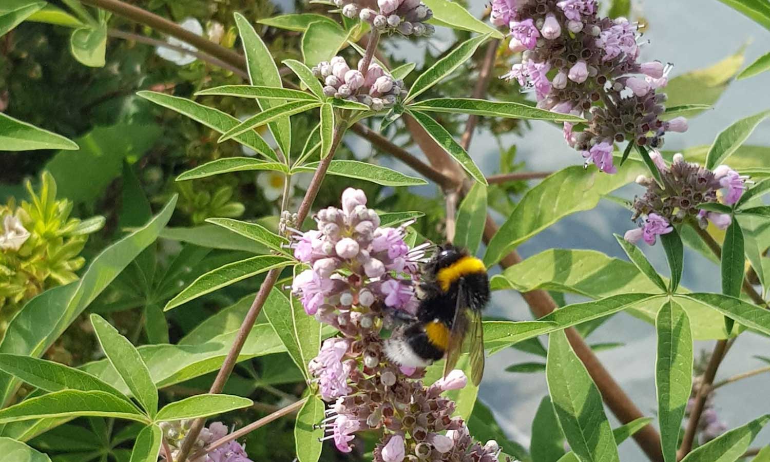 Vitex Pink Pinnacle • MEILLAND International