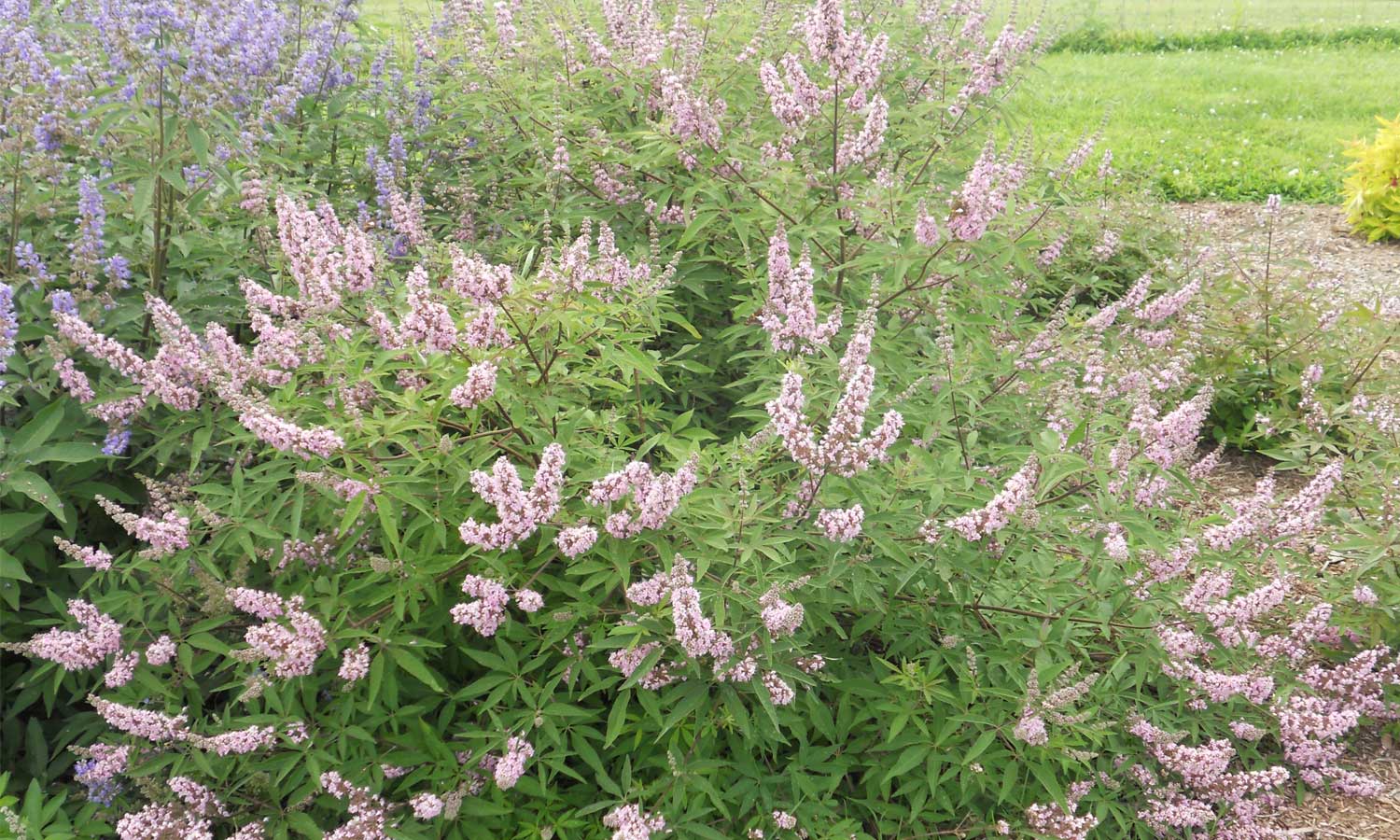 Vitex Pink Pinnacle • MEILLAND International