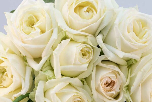 Cut Flowers and Florist Roses varieties • MEILLAND International