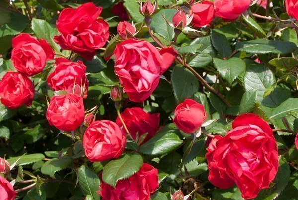 Rosier Paysage Landscape Rose Cherry BONICA® Meipeporia